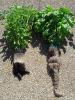 Aeration experiment of semi-hydroponic basil plants